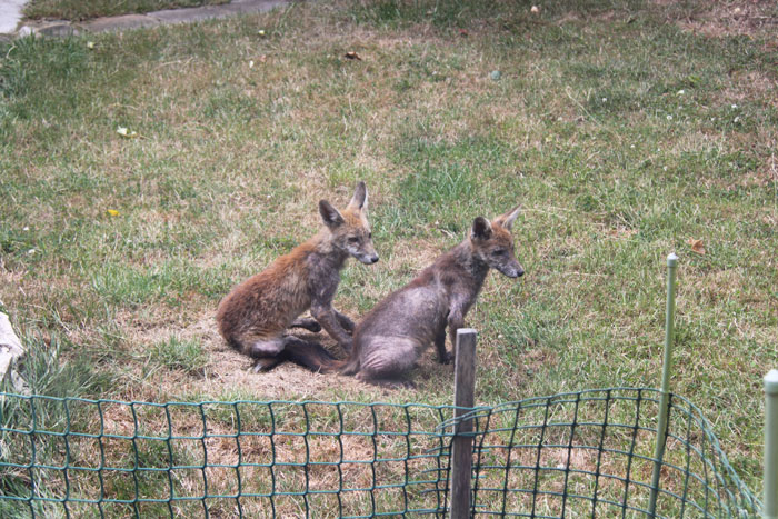 Photo of foxes in the garden (IMG_1243a.jpg)